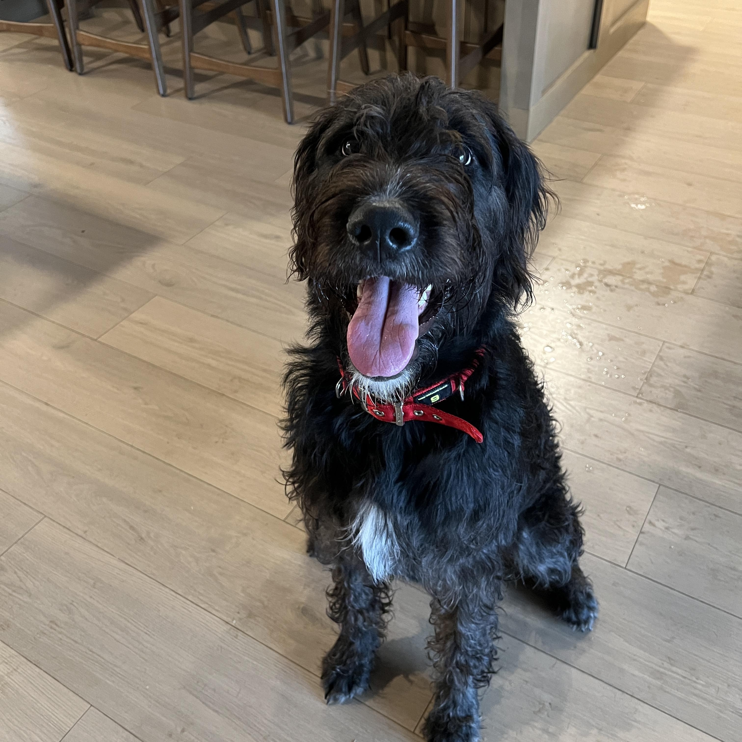 Cane, an adoptable mixed breed in Maitland, FL image 4/6