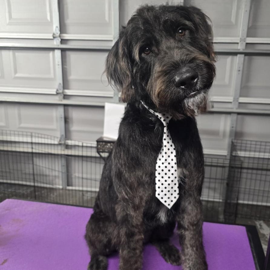 Cane, an adoptable mixed breed in Maitland, FL image 3/6