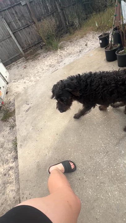 Enlarge Cane, an adoptable mixed breed in Maitland, FL video 5/6