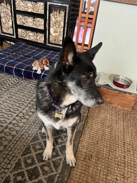 Lilli , a ADOPTABLE German Shepherd Dog in Santa Barbara, CA image 4/6