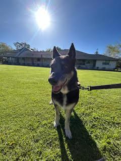Lilli , a ADOPTABLE German Shepherd Dog in Santa Barbara, CA image 5/6