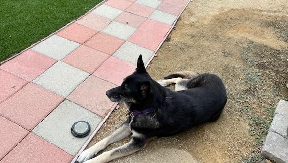 Lilli , a ADOPTABLE German Shepherd Dog in Santa Barbara, CA image 3/6
