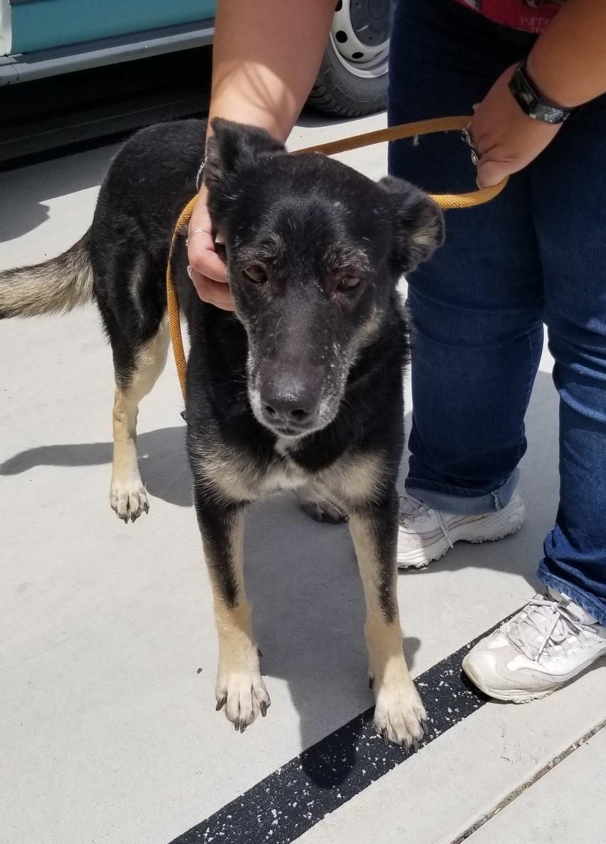 Lilli , a ADOPTABLE German Shepherd Dog in Santa Barbara, CA image 6/6