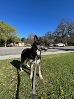 Lilli , ADOPTABLE, Senior Female German Shepherd Dog.