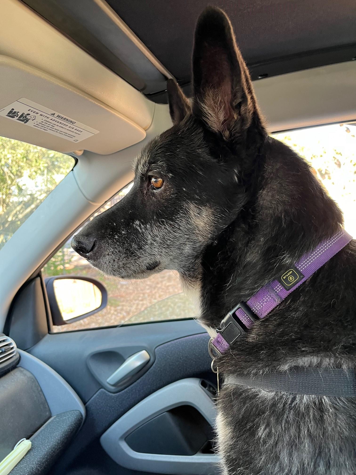 Lilli , a ADOPTABLE German Shepherd Dog in Santa Barbara, CA image 2/6