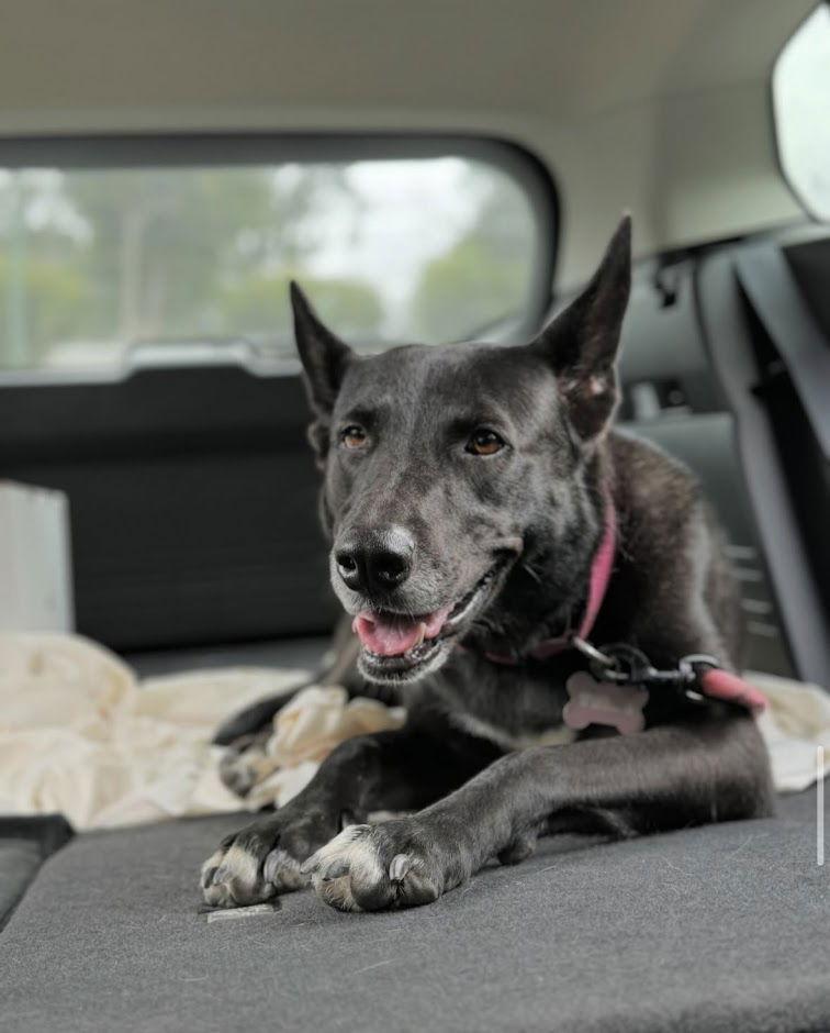 Tuxie, Adoptable, Adult Female Shepherd.
