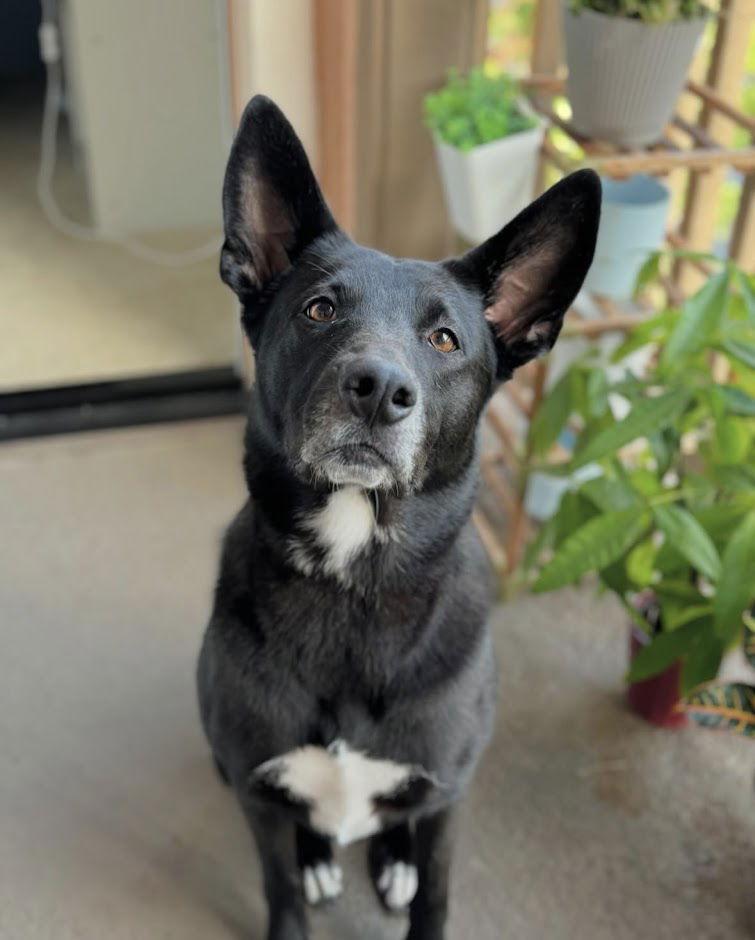 Tuxie, a Adoptable Shepherd image 2/6