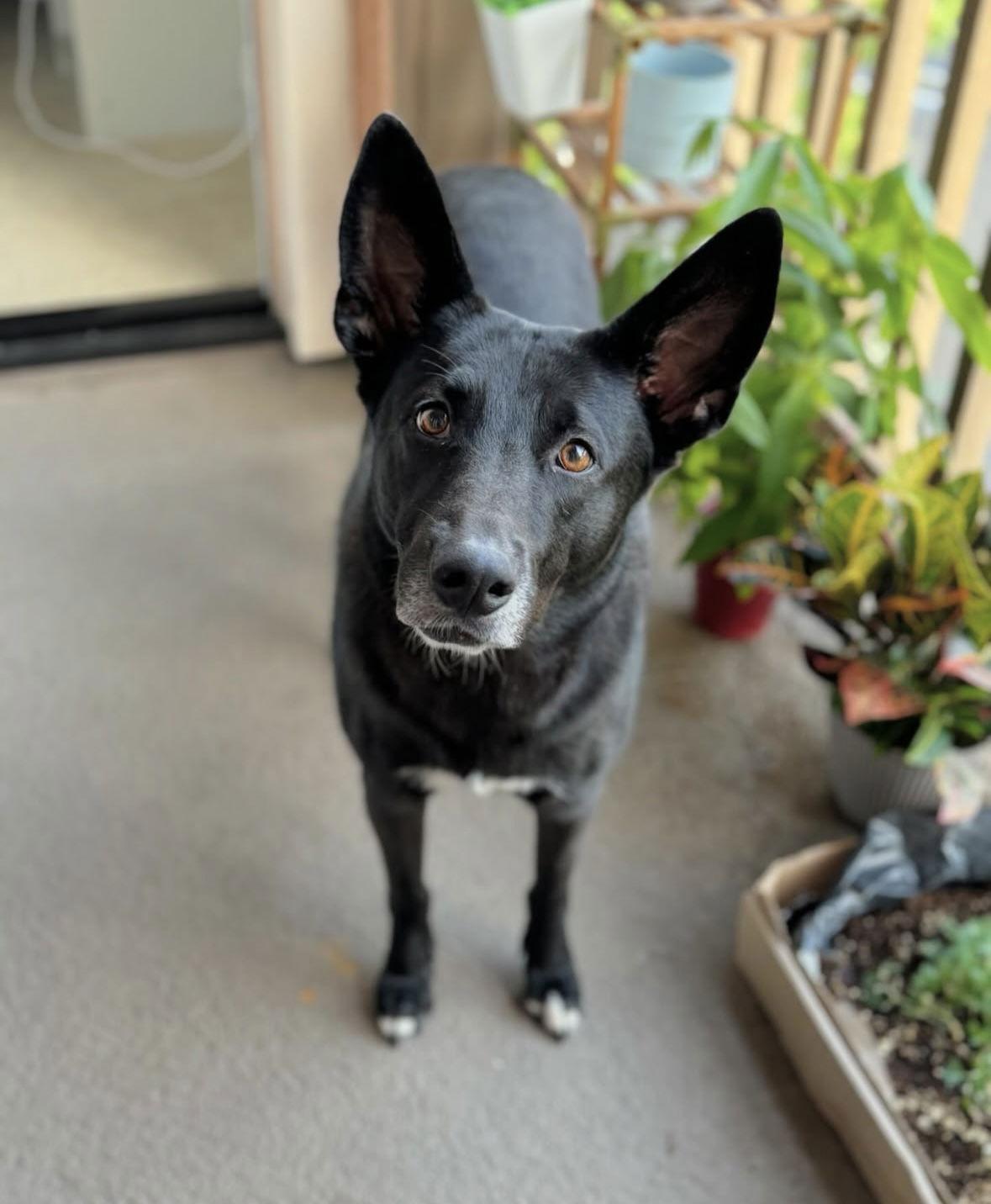 Tuxie, a Adoptable Shepherd image 3/6