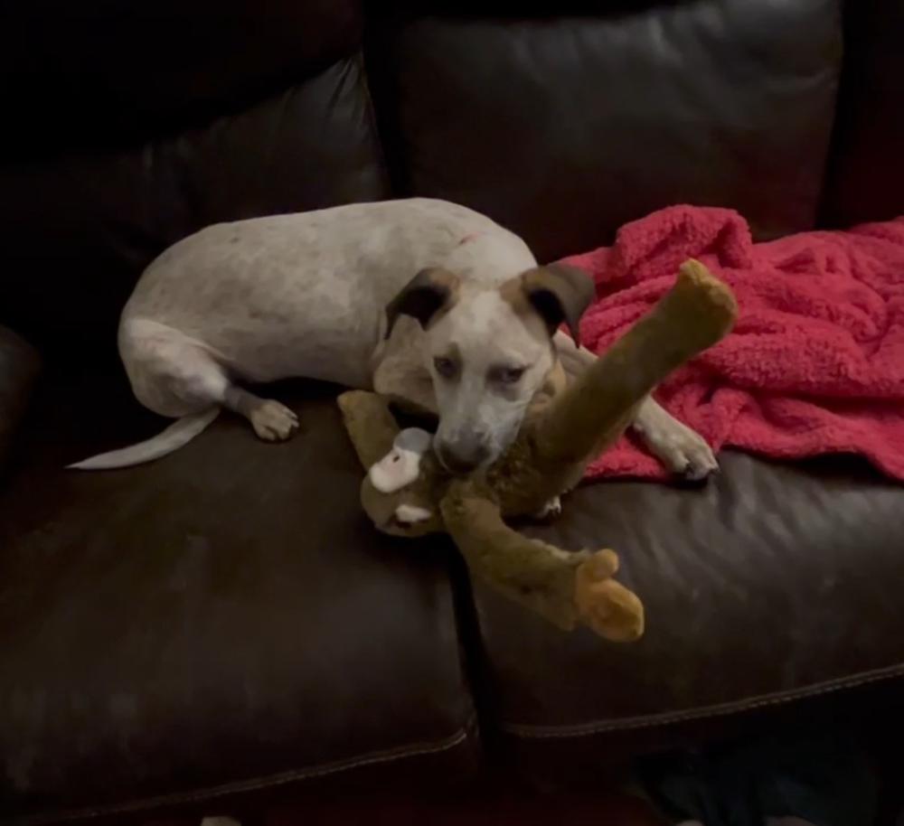 Esther, Adoptable, Puppy Female Australian Cattle Dog / Blue Heeler.