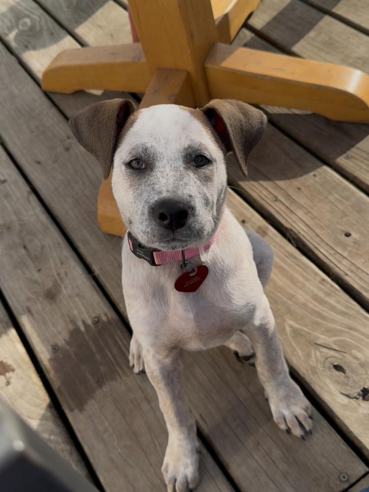 Esther, Adoptable, Puppy Female Australian Cattle Dog / Blue Heeler.