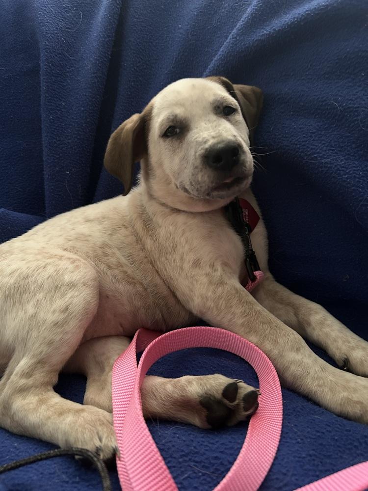 Enlarge Esther, a Adoptable mixed breed in Mansfield, OH image 2/4