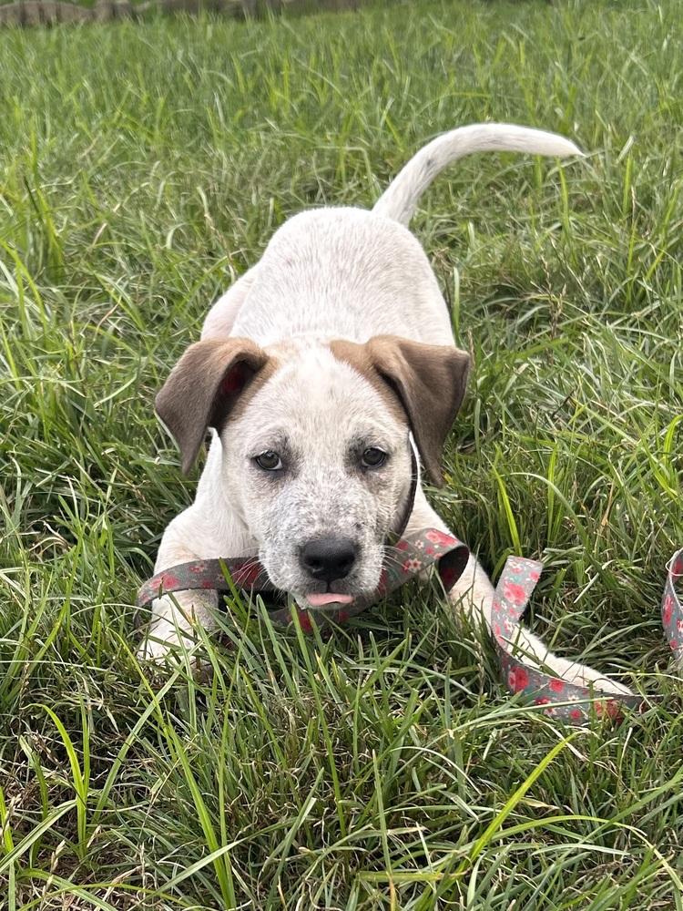 Enlarge Esther, a Adoptable mixed breed in Mansfield, OH image 3/4