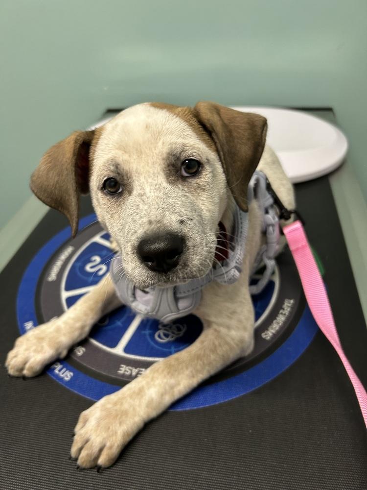 Enlarge Esther, a Adoptable mixed breed in Mansfield, OH image 4/4