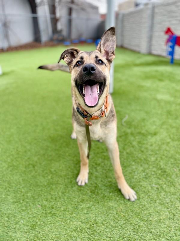 Ogden, Adoptable, Young Male German Shepherd Dog.