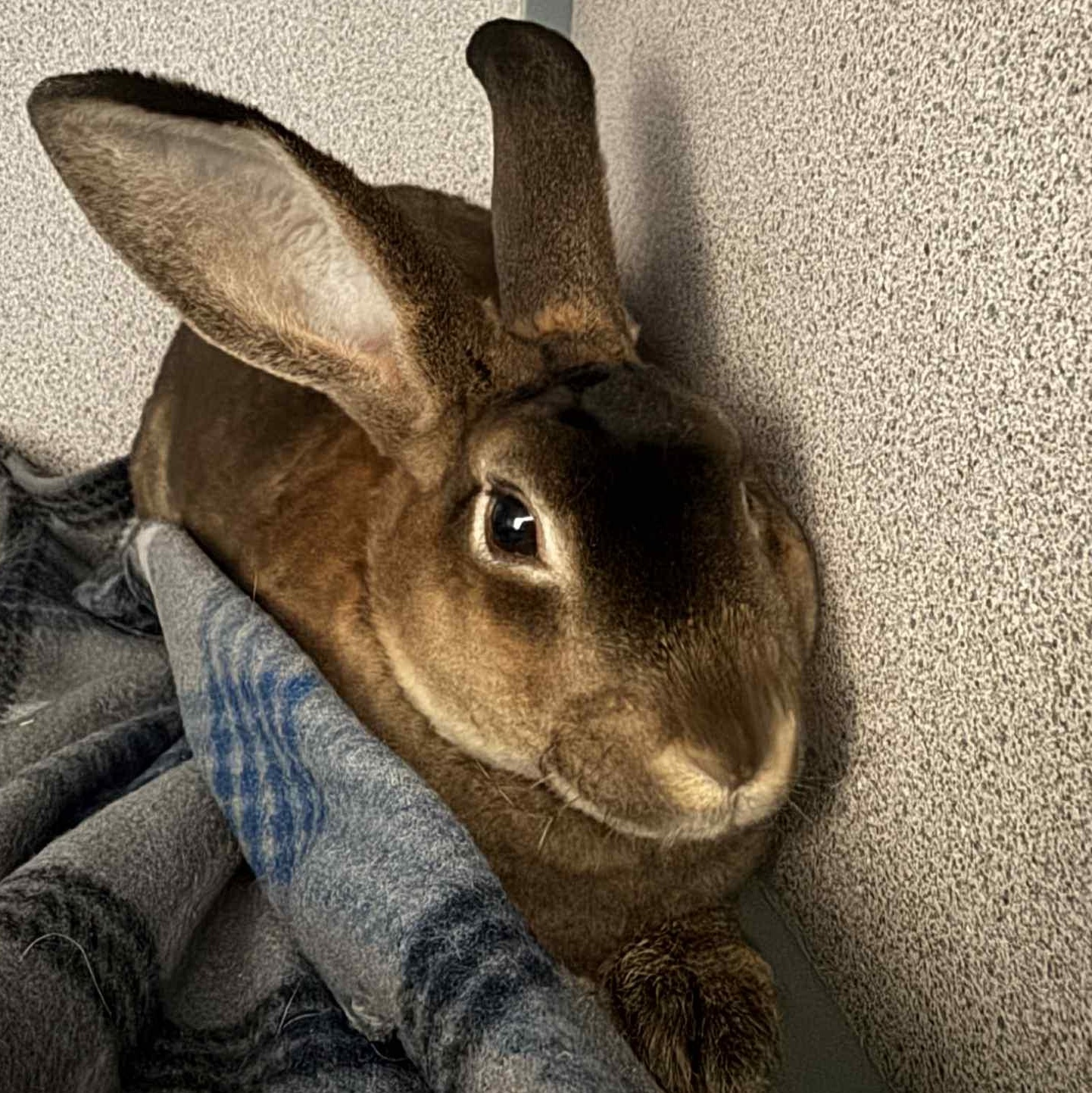 Harry
