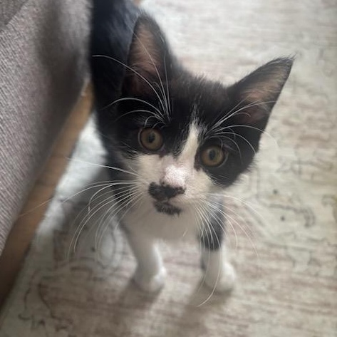 Buggs & Blueberry, a Adoptable Domestic Short Hair in Rolling Meadows, IL image 4/4