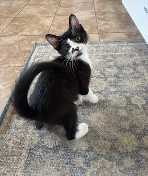 Buggs & Blueberry, a Adoptable Domestic Short Hair in Rolling Meadows, IL image 2/4