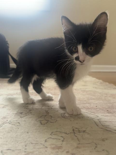 Buggs & Blueberry, a Adoptable Domestic Short Hair in Rolling Meadows, IL image 3/4