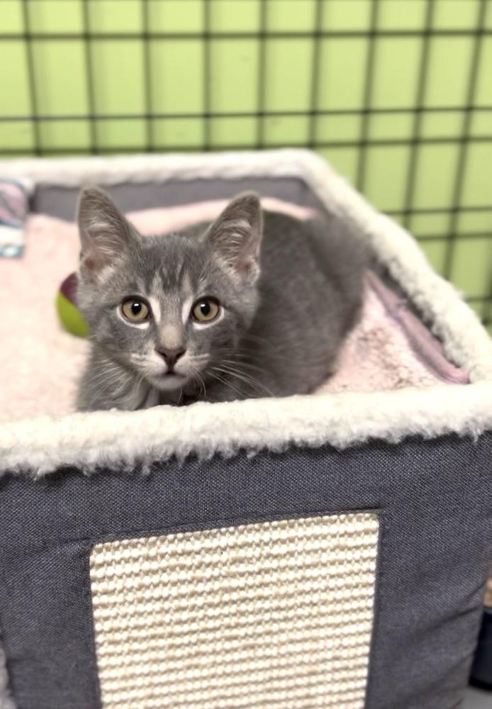 Sterling, Adoptable, Kitten Male Domestic Short Hair.