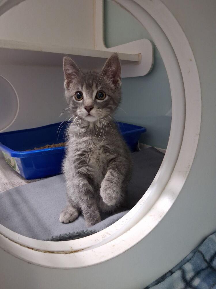 Enlarge Sterling, a Adoptable Domestic Short Hair in Muskegon, MI image 2/2