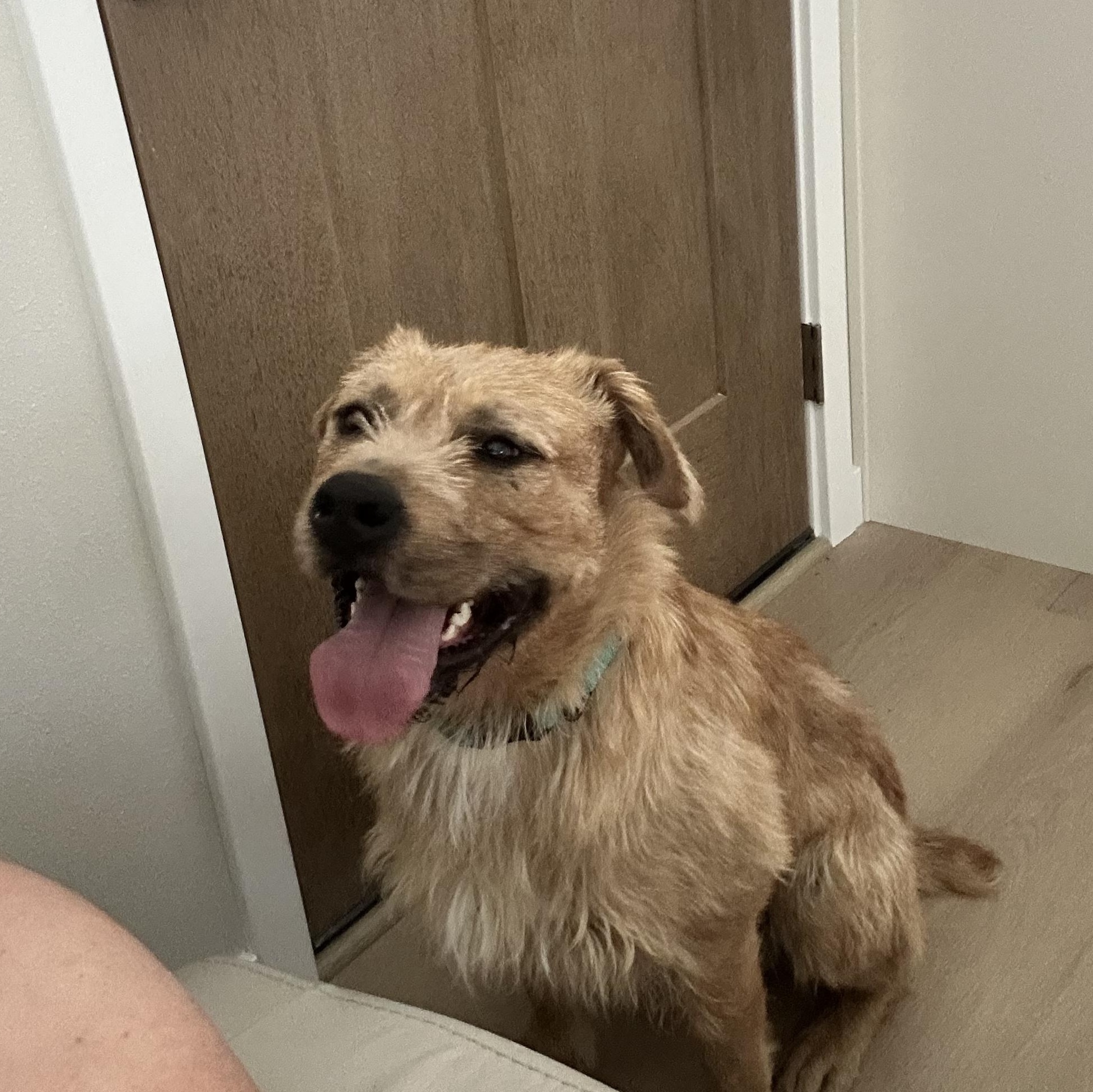 Enlarge Atlas - Rescued Young Pup Looking for Forever Home, a Adoptable mixed breed in Seattle, WA image 1/4