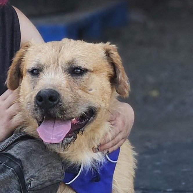 Enlarge Atlas - Rescued Young Pup Looking for Forever Home, a Adoptable mixed breed in Seattle, WA image 2/4
