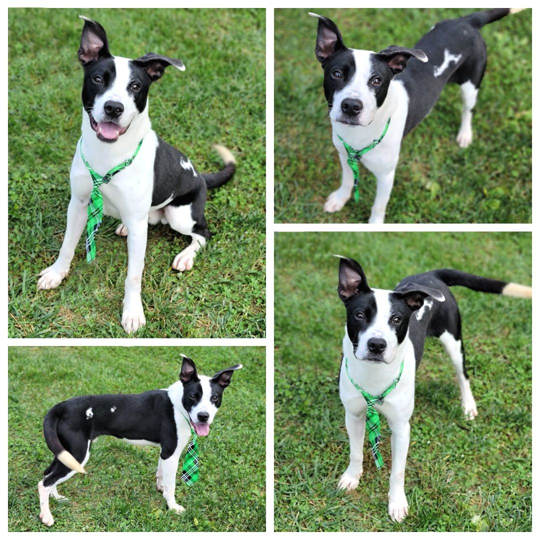 Bristo, Adopted, Young Male Pit Bull Terrier.