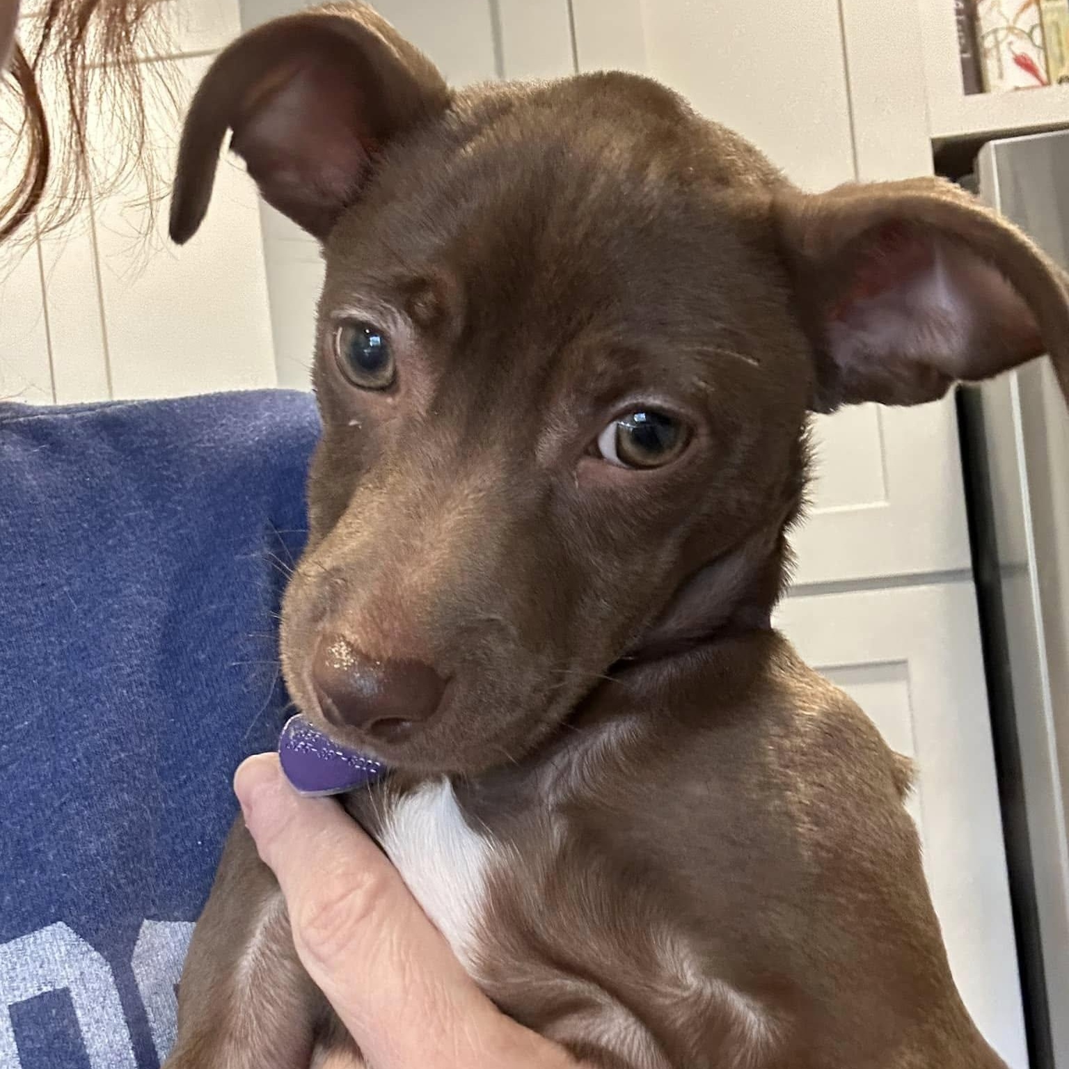 Enlarge Nemy, an adopted mixed breed in Knoxville, TN image 1/4