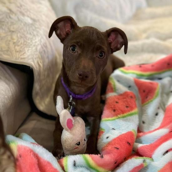 Enlarge Nemy, an adopted mixed breed in Knoxville, TN image 2/4