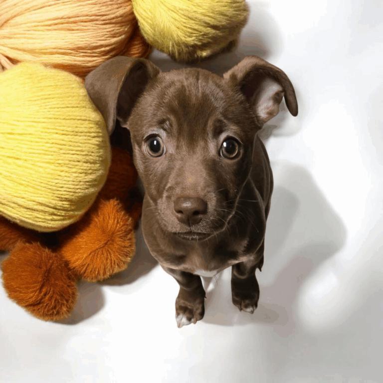 Nemy, Adoptable, Puppy Female Chihuahua.