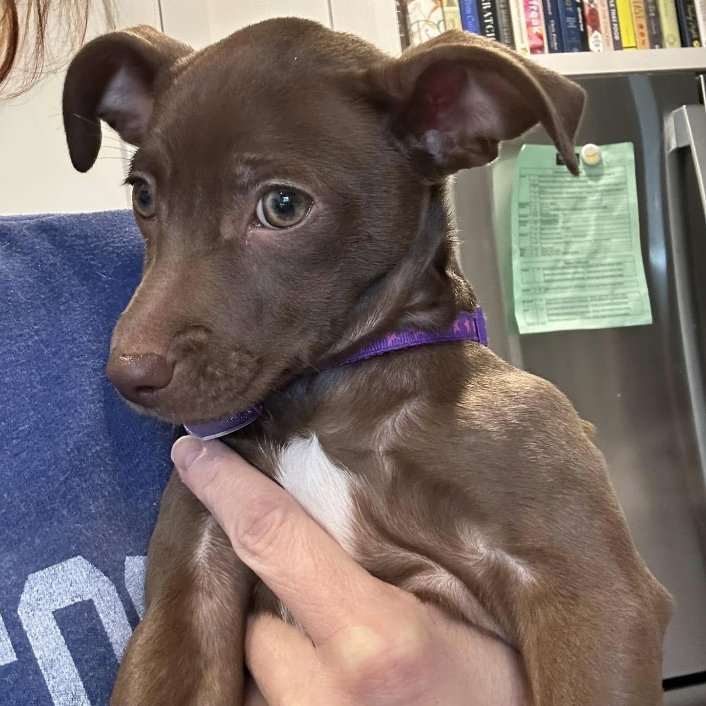 Enlarge Nemy, an adopted mixed breed in Knoxville, TN image 3/4