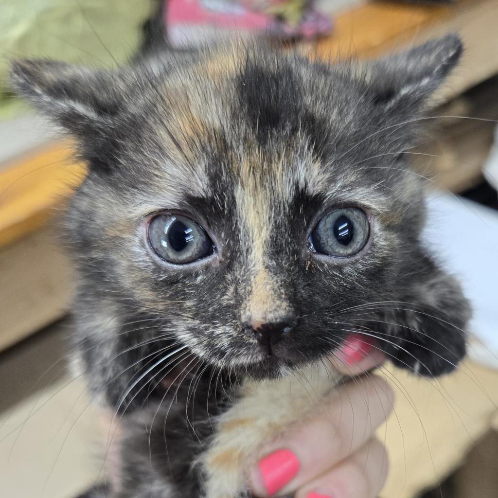 Montana, a Adoptable Domestic Short Hair in Union City, PA image 1/5