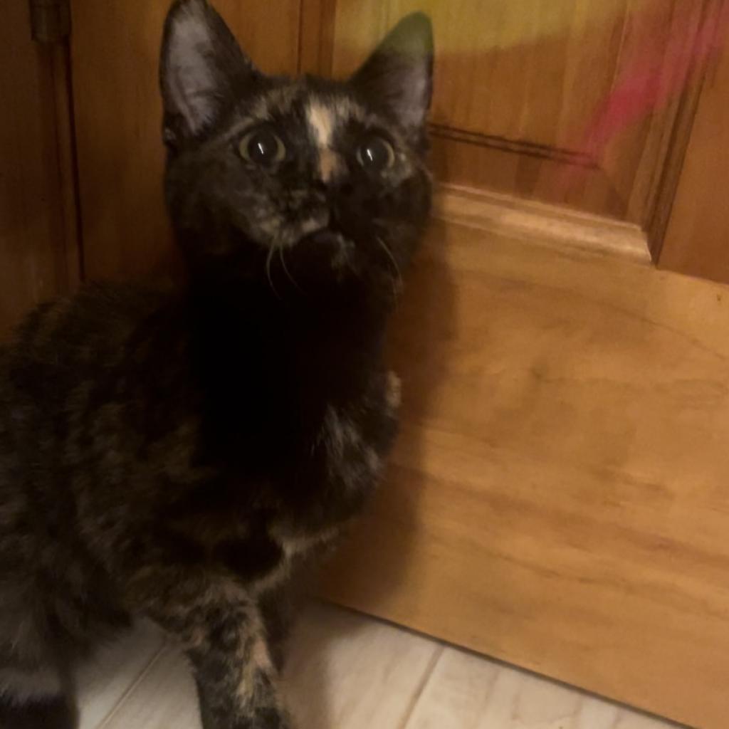 Montana, a Adoptable Domestic Short Hair in Union City, PA image 2/5