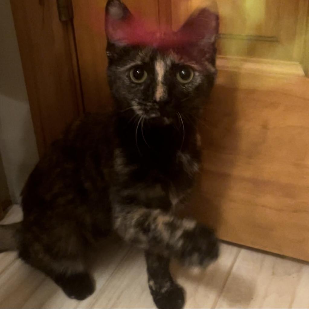 Montana, a Adoptable Domestic Short Hair in Union City, PA image 3/5