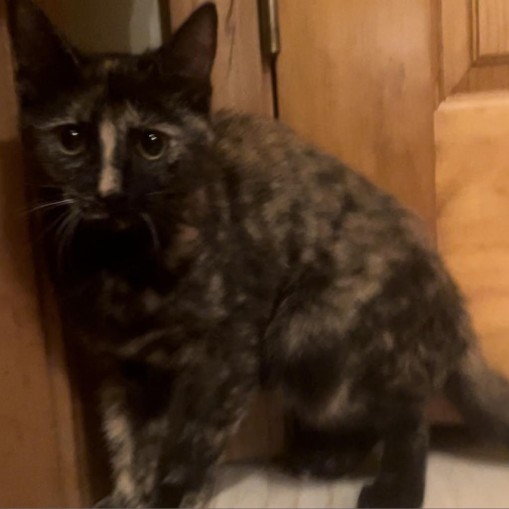 Montana, a Adoptable Domestic Short Hair in Union City, PA image 4/5