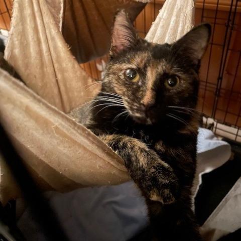 Montana, a Adoptable Domestic Short Hair in Union City, PA image 5/5