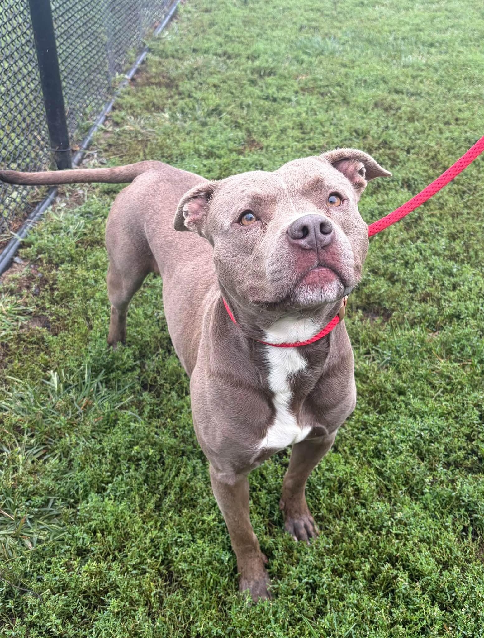 Enlarge Tyson, a Adoptable Pit Bull Terrier in Winchester, VA image 3/5