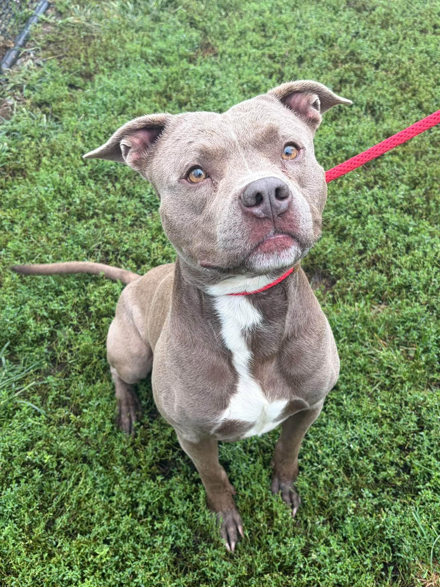 Enlarge Tyson, a Adoptable Pit Bull Terrier in Winchester, VA image 4/5