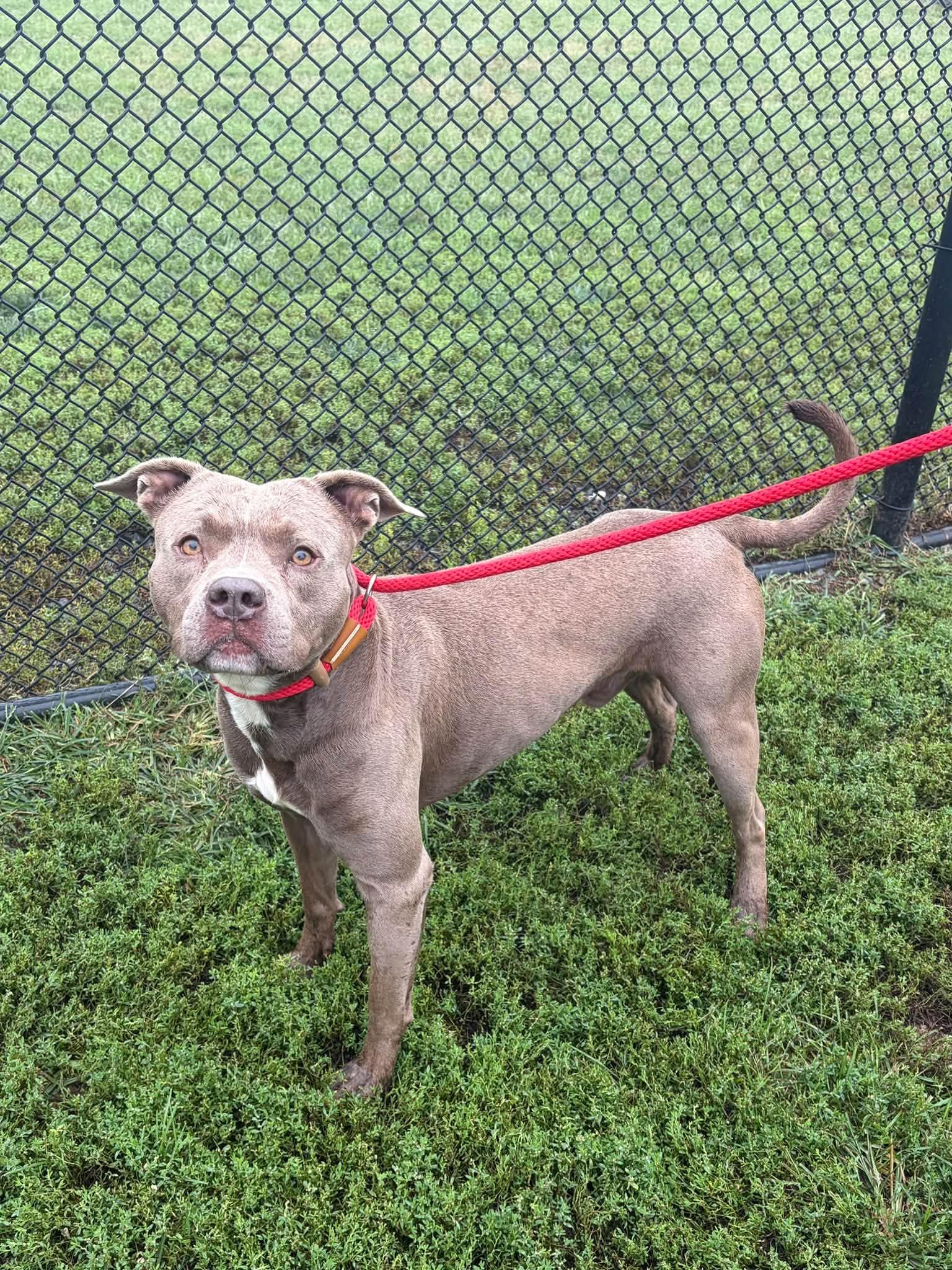 Enlarge Tyson, a Adoptable Pit Bull Terrier in Winchester, VA image 2/5