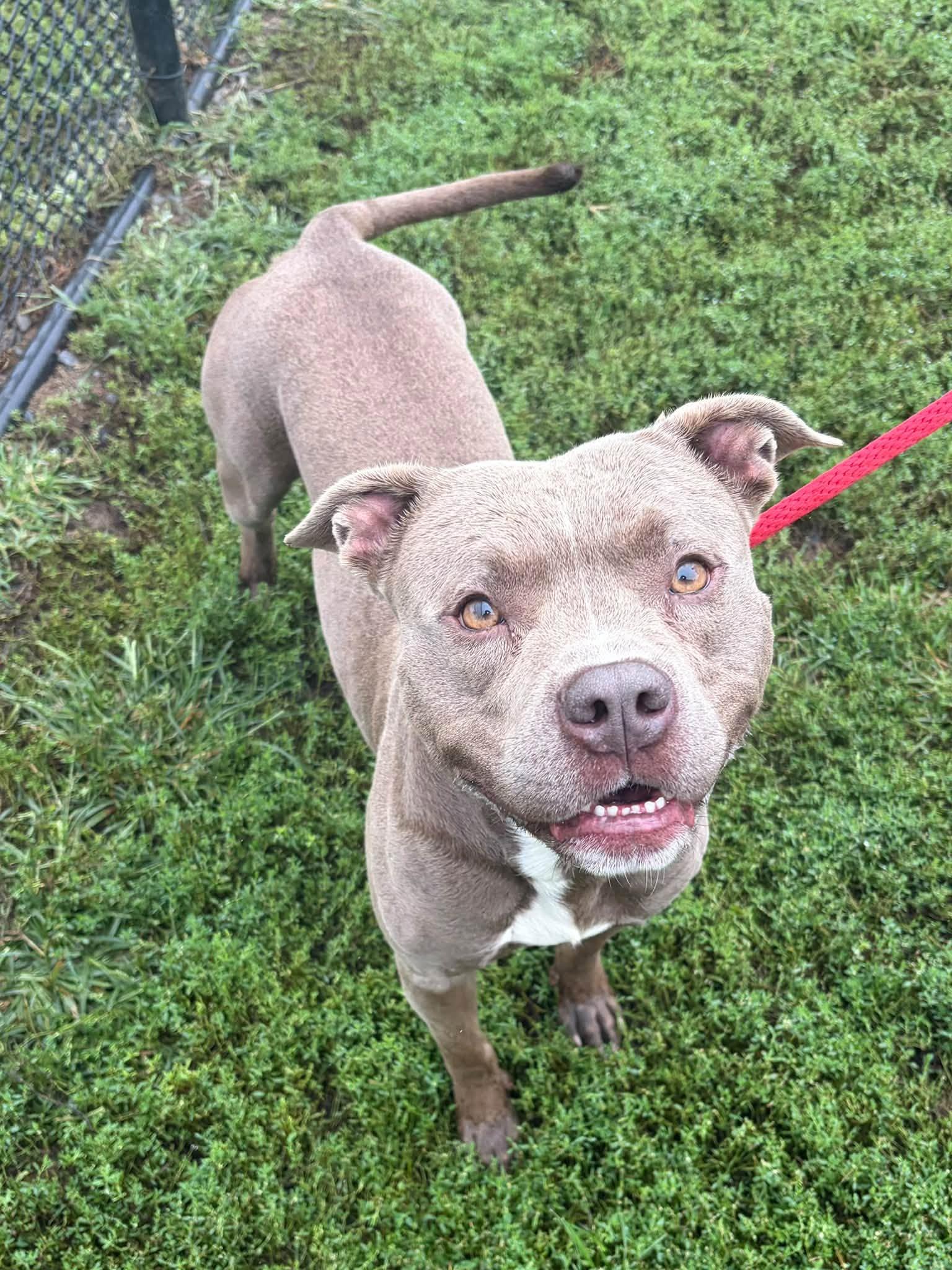 Tyson, Adoptable, Adult Male Pit Bull Terrier.