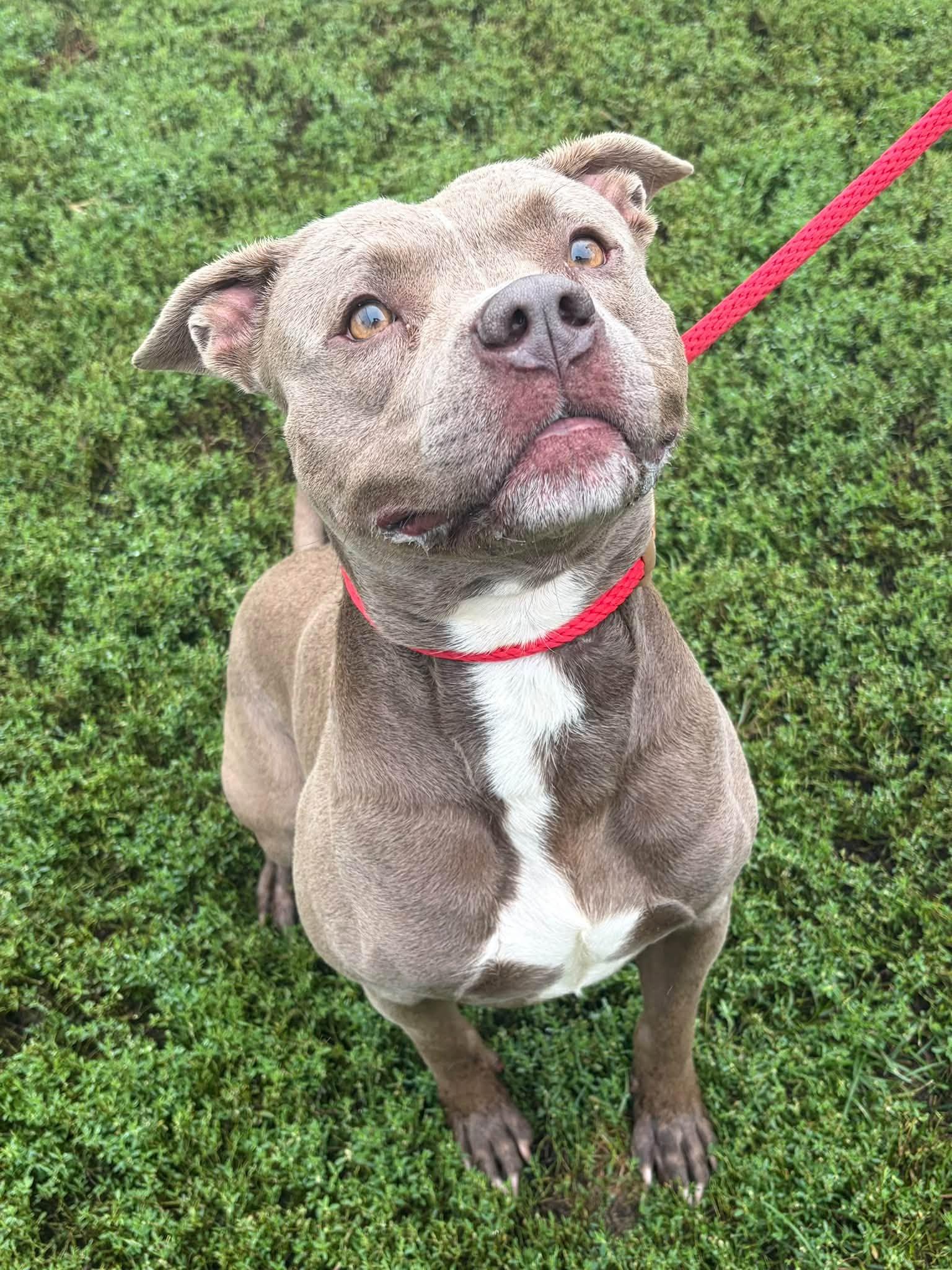 Enlarge Tyson, a Adoptable Pit Bull Terrier in Winchester, VA image 5/5