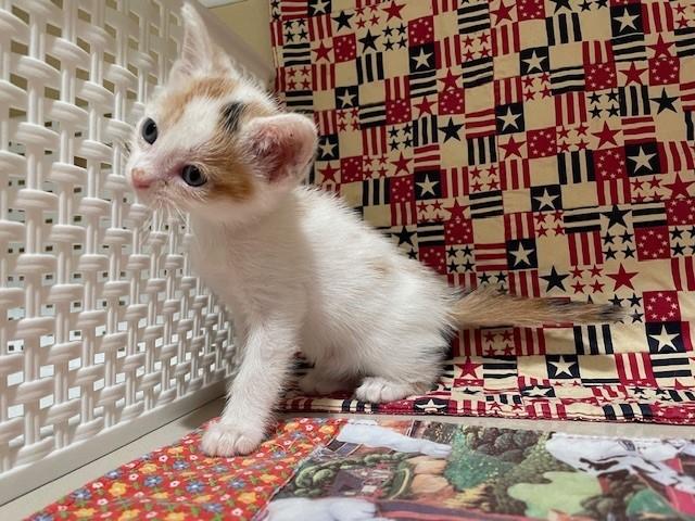 Enlarge FALL, a Adoptable Domestic Short Hair in Riverside, CA image 1/1