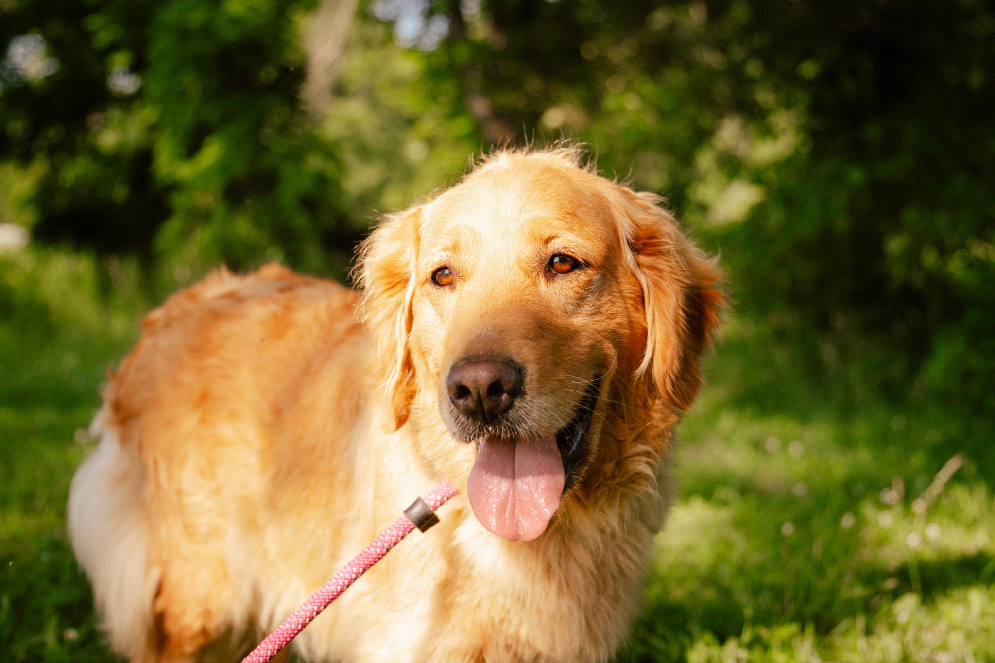 Trixy Rose thumbnail 3