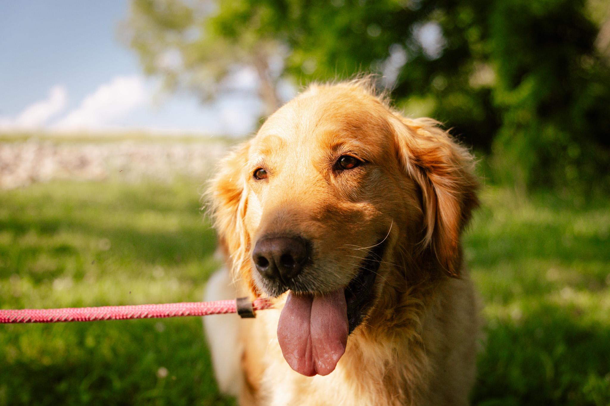 Trixy Rose thumbnail 5