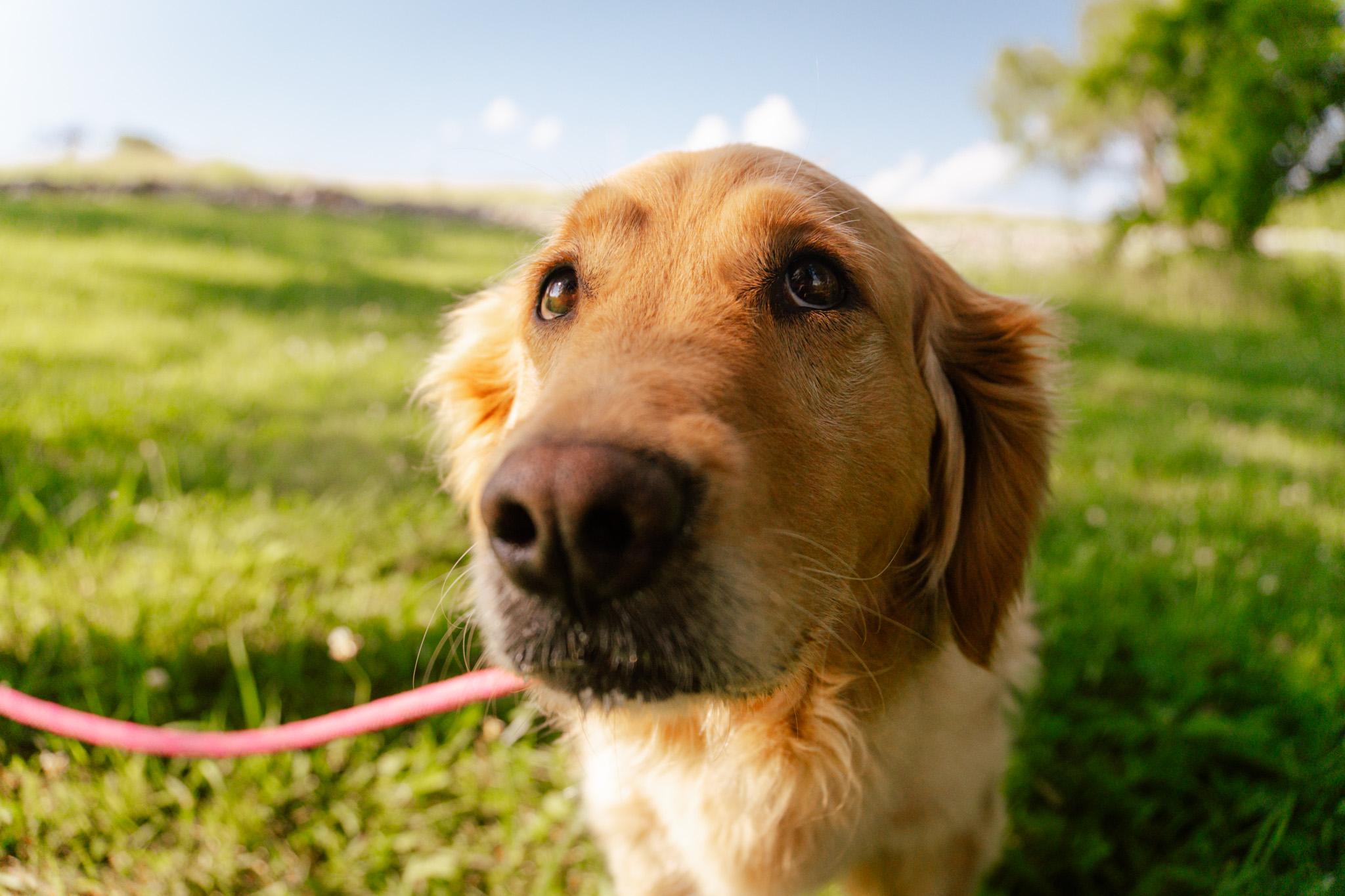 Trixy Rose thumbnail 4