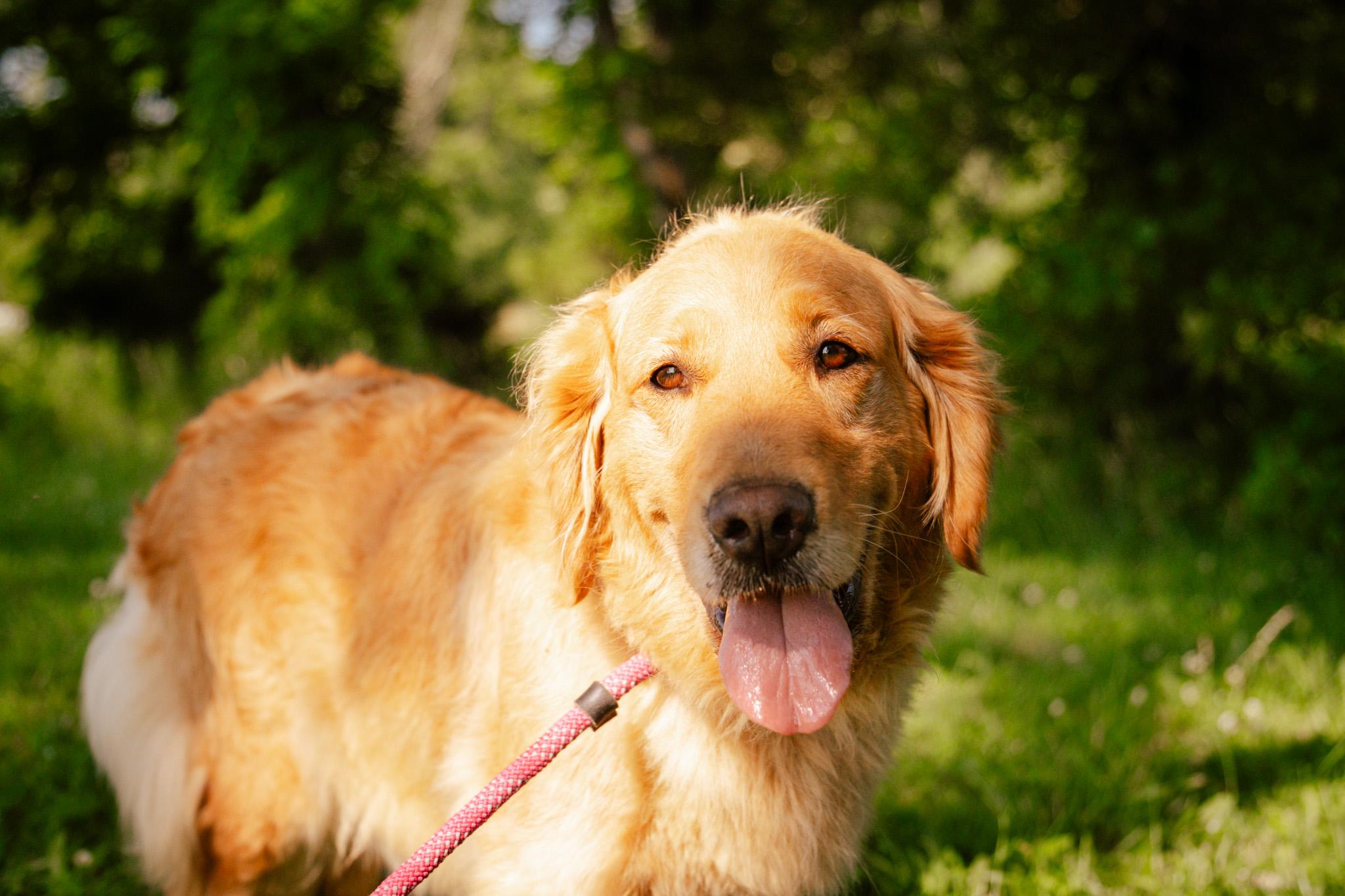 Trixy Rose thumbnail 2