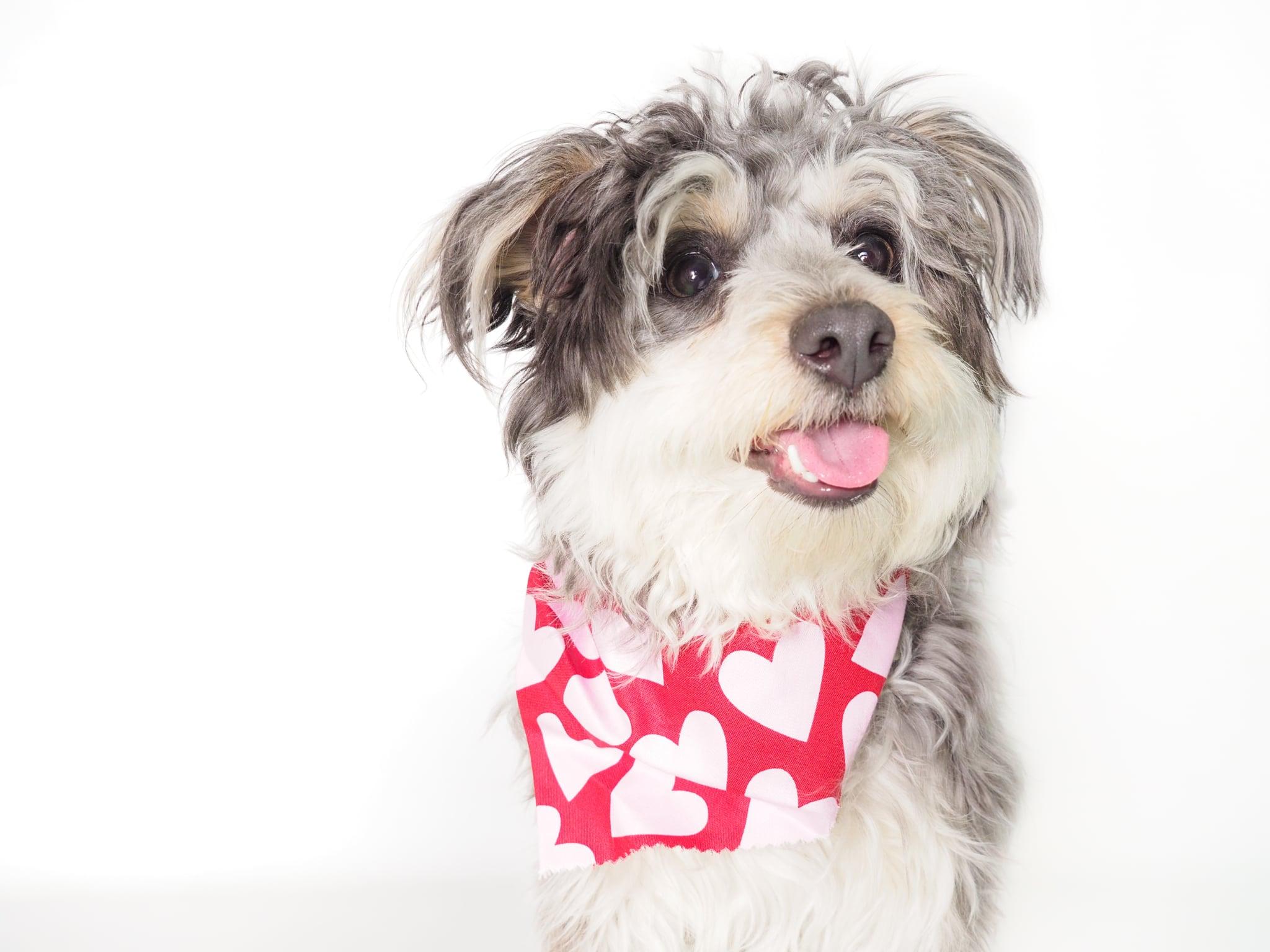 Nezuko, an adopted mixed breed in PHOENIX, AZ image 4/4