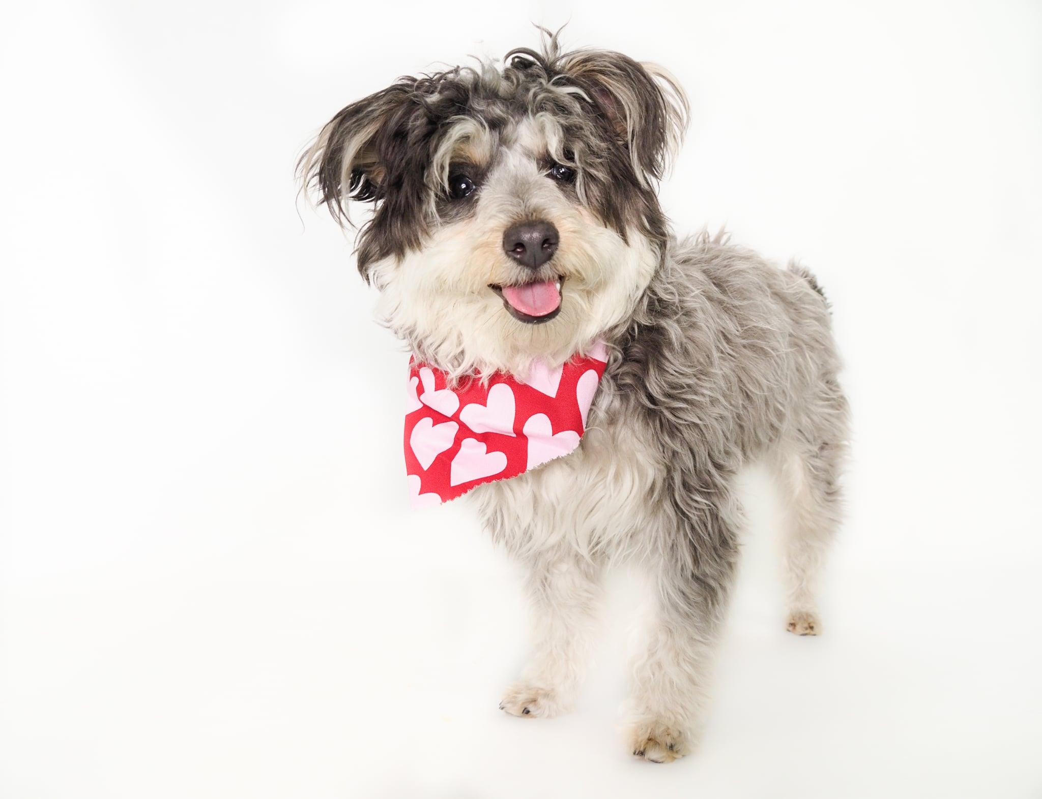 Nezuko, an adopted mixed breed in PHOENIX, AZ image 1/4