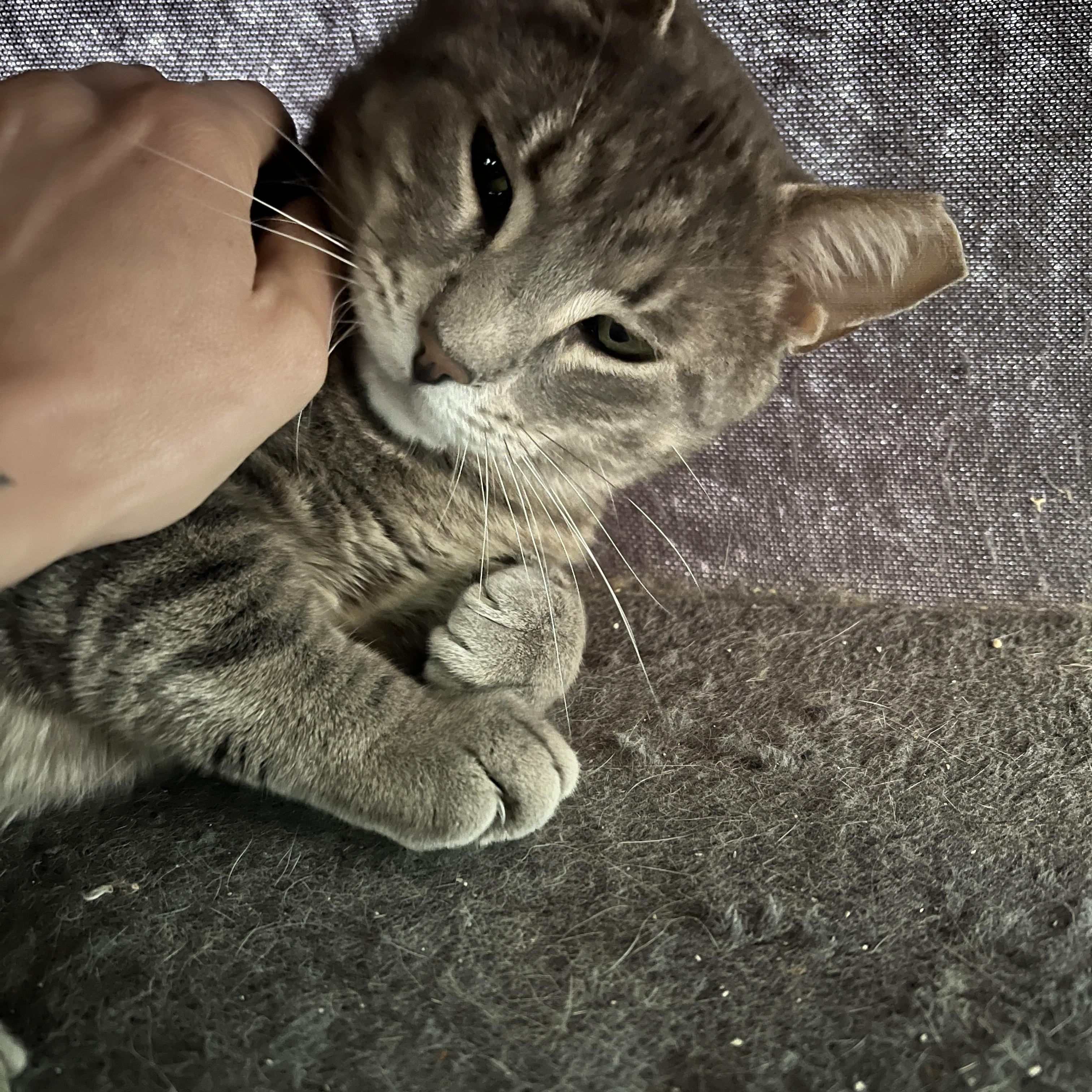 Pete, adopted, Adult Male Domestic Short Hair.