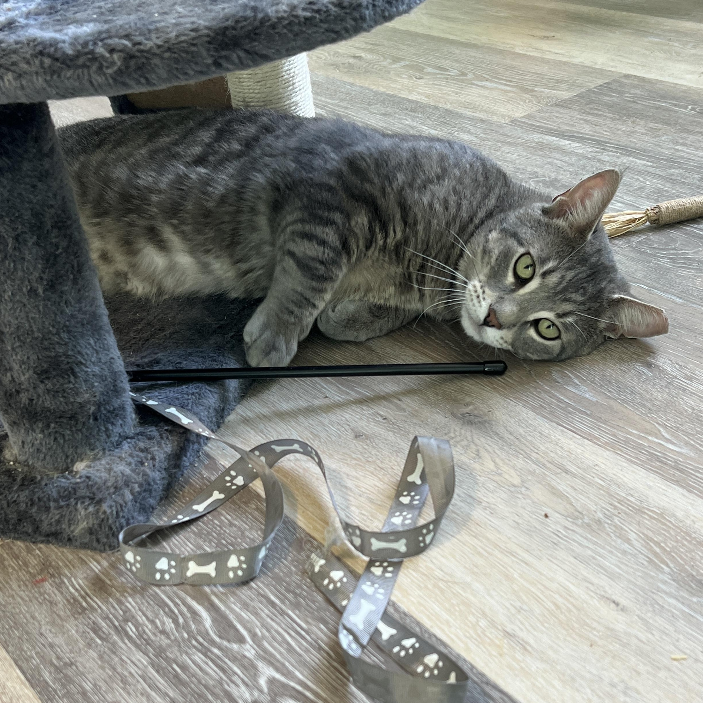 Enlarge Pete, an adopted Domestic Short Hair in Syracuse, NY image 4/4
